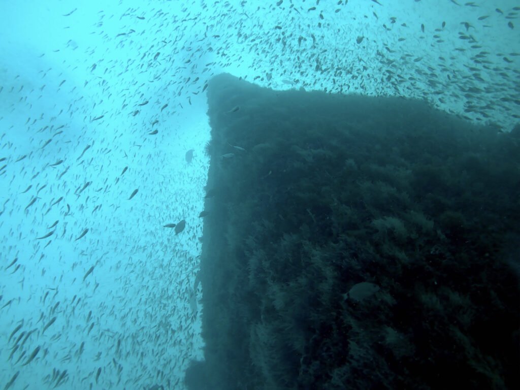 fish above wreck